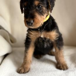 Olivia - Black and tan female Airedale Terrier puppy in Thomasville, North Carolina from Beitzel Babies