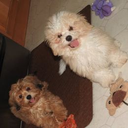Pomeranian and Shichon Puppies from Smallstar puppys
