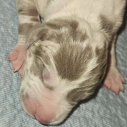 Boaz - Silver male Great Dane puppy in Towaco, New Jersey from MommaDukes Danes
