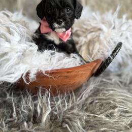 Bella - Black and white female Cavapoo puppy in Natural Bridge, Virginia from Padgetts Hill Puppies