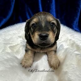 Trey - Cream male Dachshund puppy in Oklahoma City, Oklahoma from OkieDoxieland Dachshunds