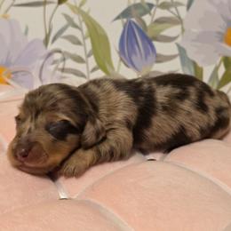 Girl 3 - Dapple female Dachshund puppy in Romney, Indiana from Brown's Valley Dachshunds