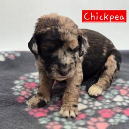 Chickpea - Sable female Bernedoodle puppy in Neillsville, Wisconsin from Granton Creek