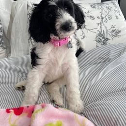 Goldendoodle, Golden Retriever, and Sheepadoodle Puppies from Guppy Puppies