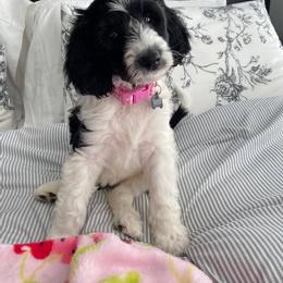 Goldendoodle, Golden Retriever, and Sheepadoodle Puppies from Guppy Puppies