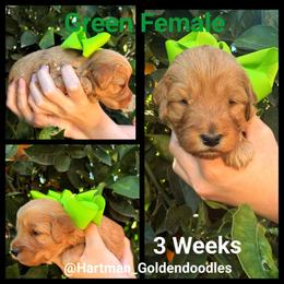 Green - Red  female Goldendoodle puppy in Upland, California from Hartman Goldendoodles