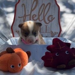 Pink - Sable female Pembroke Welsh Corgi puppy in Dobson, North Carolina from Clover S Farm
