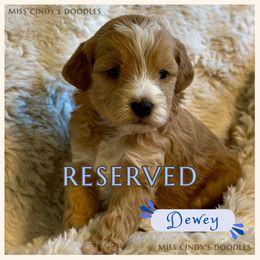Miss Cindy's Dewey - Red  male Goldendoodle puppy in Temecula, California from Miss Cindy’s Doodles