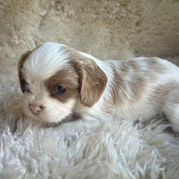 Toby - Blenheim male Cavalier King Charles Spaniel puppy in Northglenn, Colorado from Lucia's Cavalier King Charles Spaniels