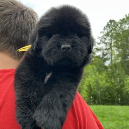Boy 4 - male Newfoundland puppy in Nevis, Minnesota from Faithful Acres Newfs