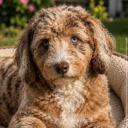Sofia - Cavapoo