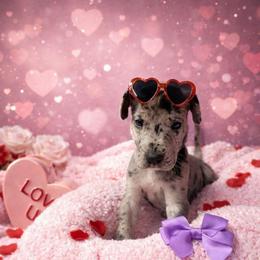 Elise - Merle female Great Dane puppy in Brooksville, Florida from Follow My Lead Great Danes