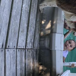 Border Collie All Grown Up from Mccurry Farms