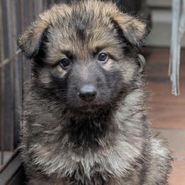 Solo - Black and silver male German Shepherd puppy in Olean, New York from F&B Kennels