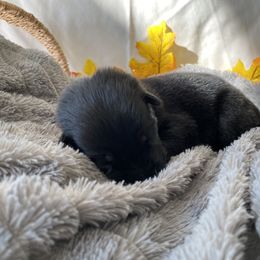 German Shepherd Puppies from Faithful Heart German Shepherds