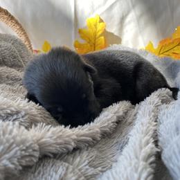 German Shepherd Puppies from Faithful Heart German Shepherds