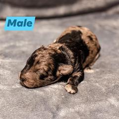 Aussiedoodle Puppies from Kce Ranch Aussiedoodles