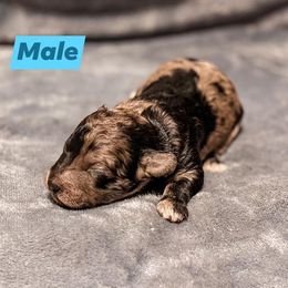 Aussiedoodle Puppies from Kce Ranch Aussiedoodles