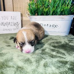 Girl 1 - White and red female Pembroke Welsh Corgi puppy in Chesterton, Indiana from Oliver Pembroke Welsh Corgis