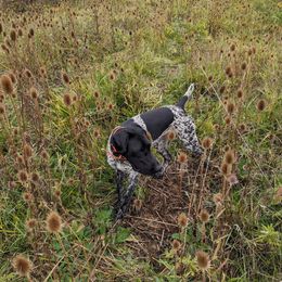 Briar - German Shorthaired Pointer