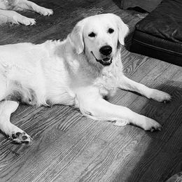 Harper - Golden Retriever