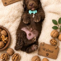 Walnut - Chocolate male Goldendoodle puppy in Miami, Florida from Jade’s Paws & Co. Of Miami LLC