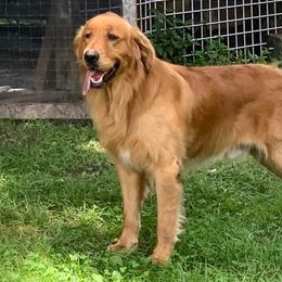 William - Golden Retriever
