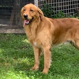 William - Golden Retriever