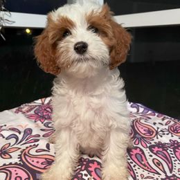 Rosey - Blenheim female Cavapoo puppy in Ridgeville, South Carolina from Cavapoo Love Bugs