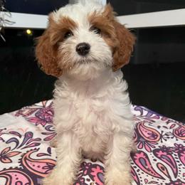 Rosey - Blenheim female Cavapoo puppy in Ridgeville, South Carolina from Cavapoo Love Bugs