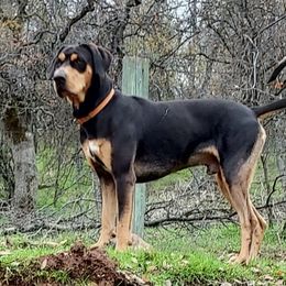 Zepp - Catahoula Leopard Dog