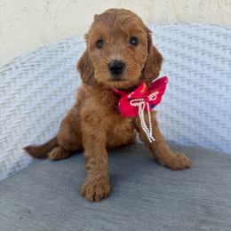 Rita - Red  female Goldendoodle puppy in Davie, Florida from Daviegoldendoodles