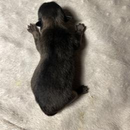 Pup 2 - Orange sable male Pomeranian puppy in Zavalla, Texas from Precious Puff Poms