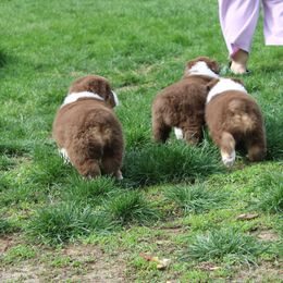 Australian Shepherd Puppies from Starlit Grove Australian Shepherds