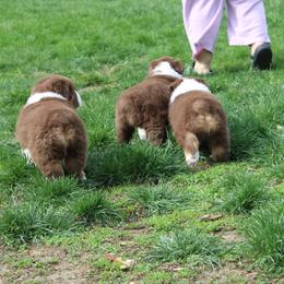 Australian Shepherd Puppies from Starlit Grove Australian Shepherds