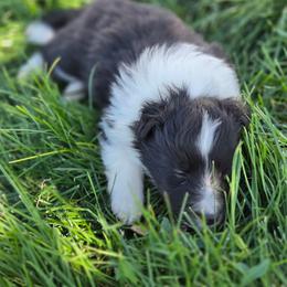 Rome - Black and white female Shetland Sheepdog puppy in Wiggins, Colorado from Enlia Shelties