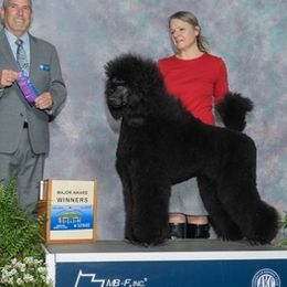 Poodles from Resolute Poodles