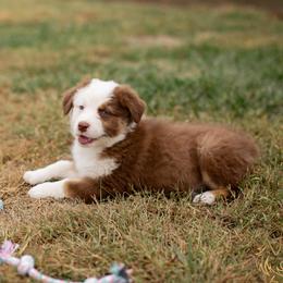 Addie - Red Tri Female - Red tri-color female Australian Shepherd puppy in Red Bud, Illinois from Authentic Aussies