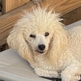 Bianca - Poodle