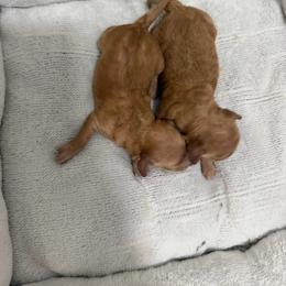 Dining Tiny - Apricot male Maltipoo puppy in Charles City, Virginia from Historic triangle doodles Charles City, Virginia