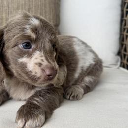 Truffle - Dapple female Dachshund puppy in Bentonville, Arkansas from Boujee Buns Dachshunds