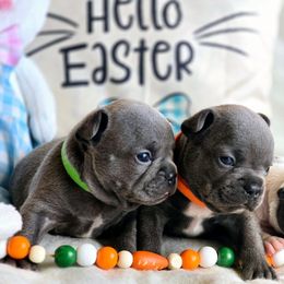 Blue Boy - Blue French Bulldog puppy in Lewisburg, Tennessee from Boujie Bullies & Frenchie’s