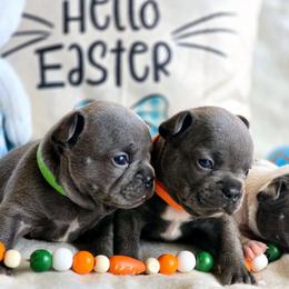 Blue Boy - Blue French Bulldog puppy in Lewisburg, Tennessee from Boujie Bullies & Frenchie’s