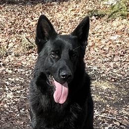 Viper - German Shepherd