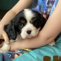 Cavalier King Charles Spaniel puppies from Scofield Cavaliers