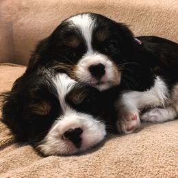 Cavalier King Charles Spaniel Puppies from Heaven Sent Cavaliers