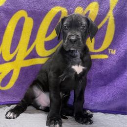 Jade - Black and white female Great Dane puppy in Gonzales, Louisiana from Anstatt House Of Danes