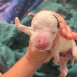 Black white male - White and black male Smooth Fox Terrier puppy in Lake City, Florida from Providence Kennels