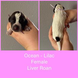 Ocean - Liver roan female German Shorthaired Pointer puppy in Marshfield, Missouri from Pebblebrook German Shorthaired Pointers