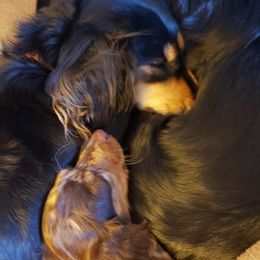 Dachshund All Grown Up from BriarRidge Dachshunds